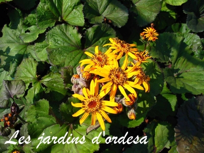 Ligularia dentata desdemona
